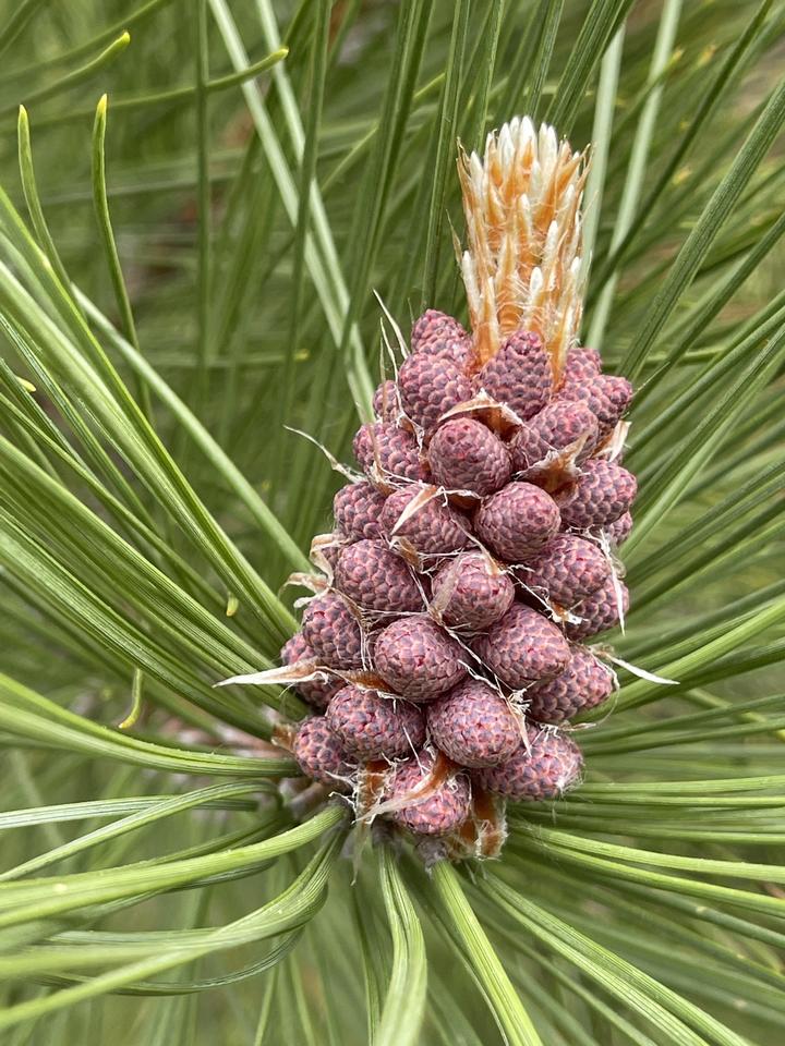 The tip of this pine branch has new needles emerging. Below the emerging needles is a large, orderly cluster of rounded, pale pink structures. These are pollen (male) cones.