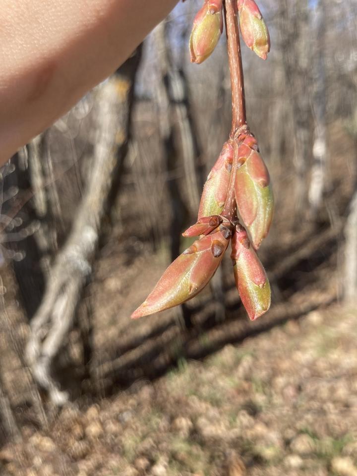 At the tip of this sugar maple branch are several buds that are pink and green in color. Some buds are about ten times as large as smaller buds. The background shows a leafless woodland or forest scene.
