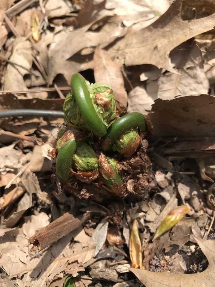 Four bright green coils are emerging from the brown leaf litter. These new leaves are still tightly folded in a spiral.