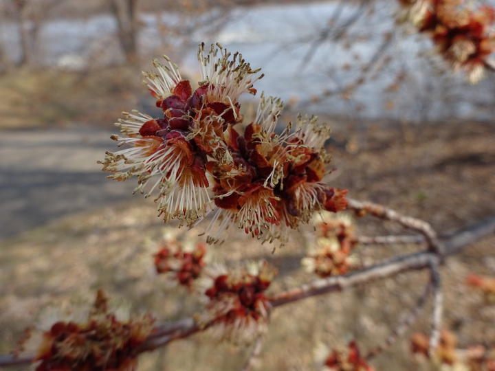 This red maple tree has small flowers that are at their peak. Tiny, pale yellow filaments spread out from the flowers, giving the tree a slightly fuzzy appearance.