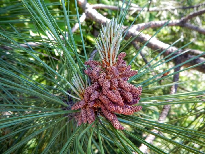The tip of this pine branch has pale green spikes, or new needles emerging. Below those new needles is a large cluster of about fifty reddish pollen cones.