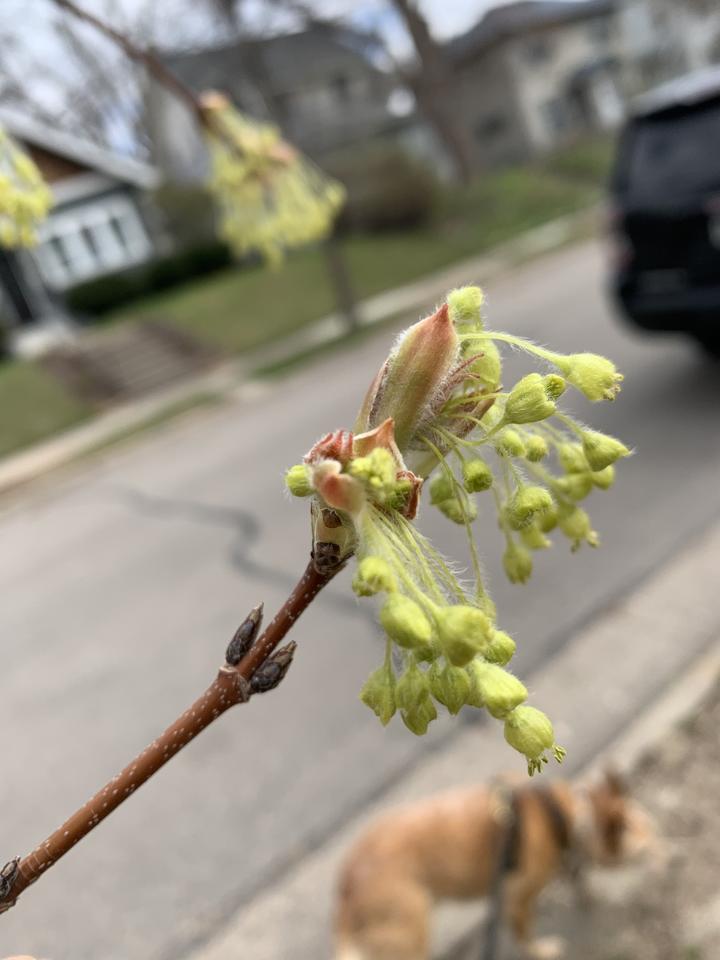 The tip of this sugar maple branch has open flowers. The flower structures are brilliant lime green and dangle from the branch like tassels. Also on this branch, a leaf bud has broken open and a pale green leaf is beginning to unfold.