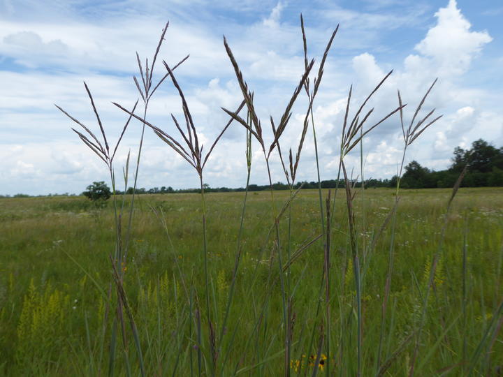 Stems of big bluestem are silhouetted against a partly cloudy sky. At the top of the stems are flower heads. Each flower head consists of two to six spikes.