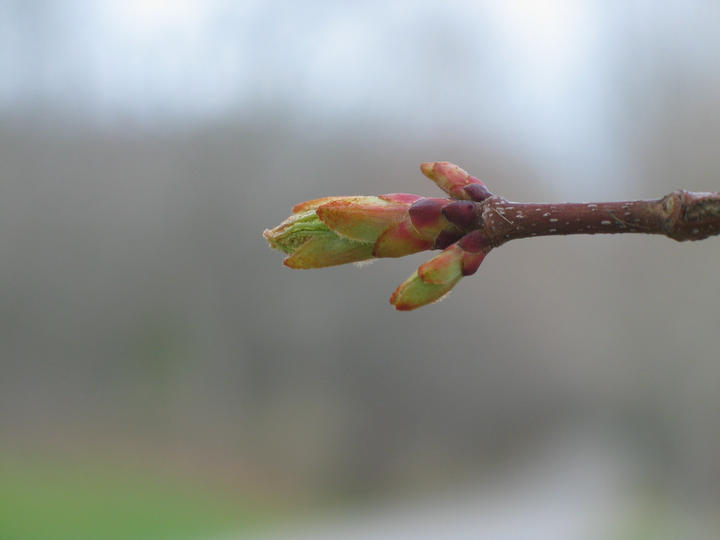 Leaf buds are breaking open at the tip of this red maple twig. The elongated buds are pink near their bases and yellow-green near the tips.