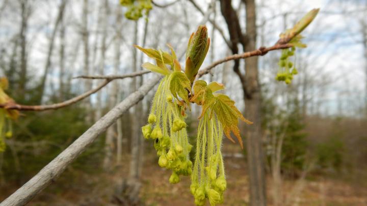 Yellow-green flowers hang from a maple branch on hairy stalks. Some leaf buds are breaking and in other places, maple leaves are increasing in size. The new leaves are green and tinged with red.