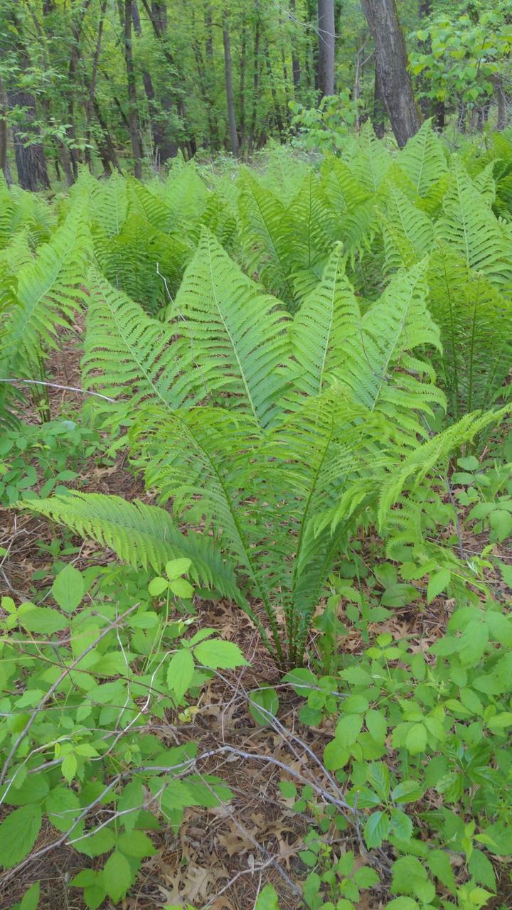 The forest floor is generously covered with tall, green fern fronds. Their large leaves add graceful shapes and feathery texture to the scene.