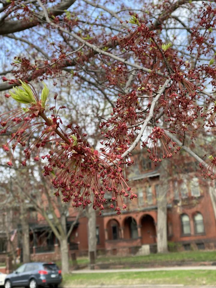 These red maple branches no longer have fresh flowers. Instead, fruits are beginning to form on many small, bright red supporting stalks. A few yellow-green leaves are unfolding.