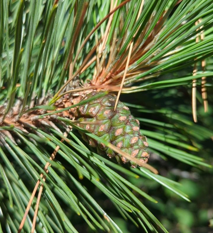 A seed cone is attached to this pine branch. It has green scales with brown tips and the scales are closed, not open.