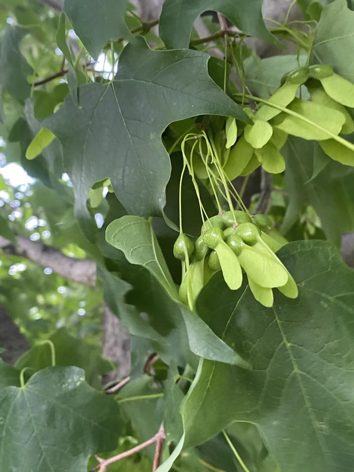 This scene has dark green maple leaves and yellow-green maple fruits. The fruits hang from the branch on thin, yellow-green stalks. The fruits are bilaterally symmetrical with round nutlets and flat wing-like structures.