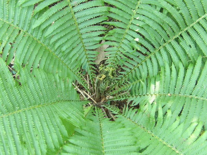 A neat array of fern leaves form a circular pattern. At the center, some smaller, pale green, stiff fronds have emerged.