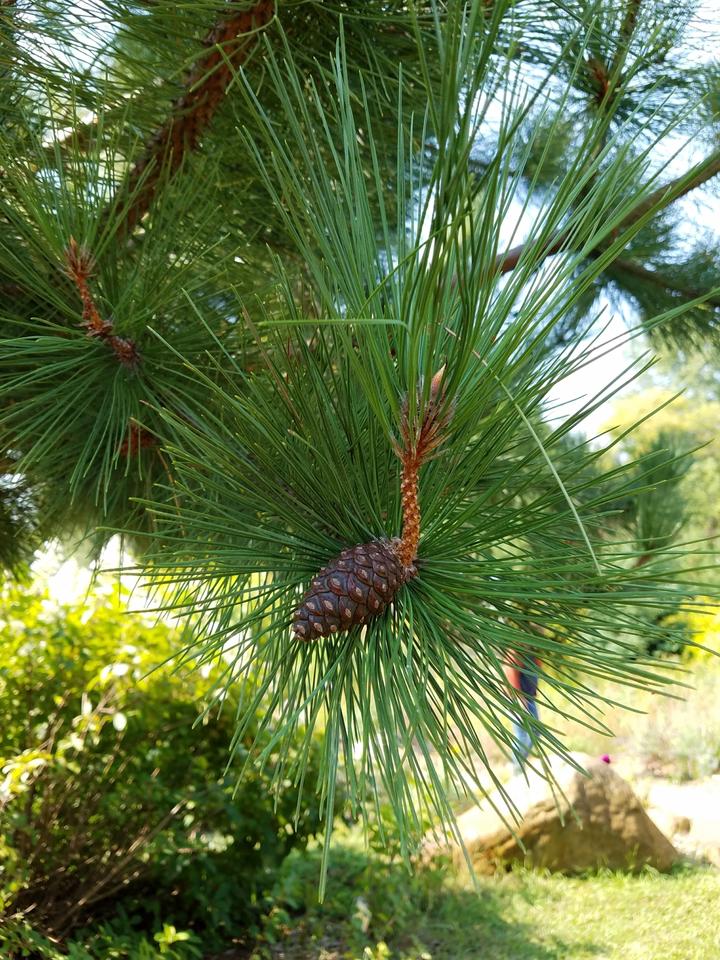 A brown cone with closed scales is attached to a pine branch. The cone's scales have lighter spots on their tips.