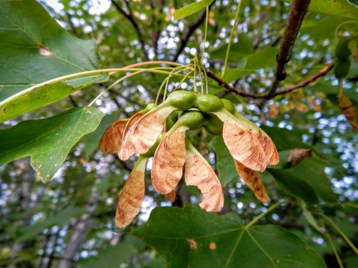 This photo contains dark green maple leaves and ripening maple fruits. The fruits have green, round nutlets and wing-like structures that are brown and dry.