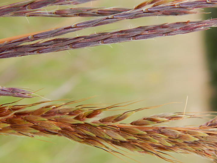 Roughly resembling wheat, the fruits of big bluestem form in spikes. The small segments are many shades of dusky purple, rusty red, and tan.