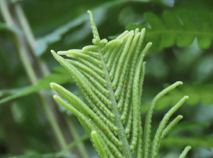 This close-up photo shows the ostrich fern's spore-bearing structure. It is shaped something like a feather with orderly spikes covered in small bead-like bumps.