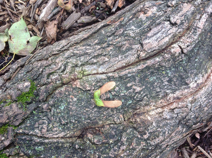 A maple fruit has fallen to the ground and rests on a bark-covered root. The fruit has round, green nutlets and brown wing-like structures.