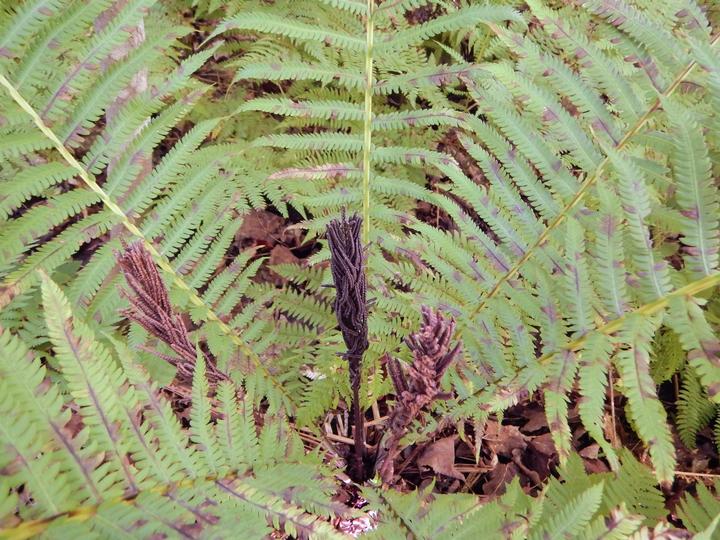 This photo looks down at the center of a fern's array of leaves. The spore-bearing structures are brown and there are brown spots on the leaves.