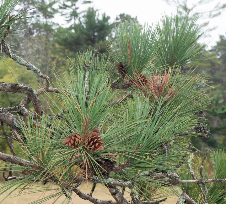 Several seed cones are attached to this pine branch. They very in color from reddish-brown to dark gray-brown, depending on their age.