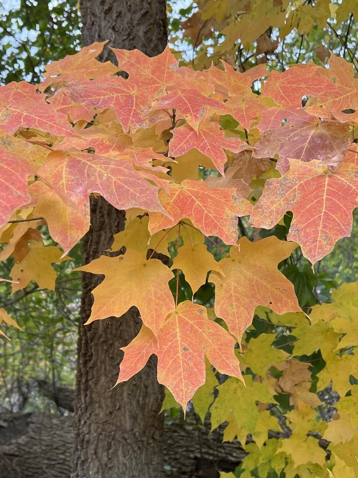 Maple leaves in this photo are brilliantly colored with shades of golden yellow, reds, and oranges. Each individual maple leaf has three main lobes.