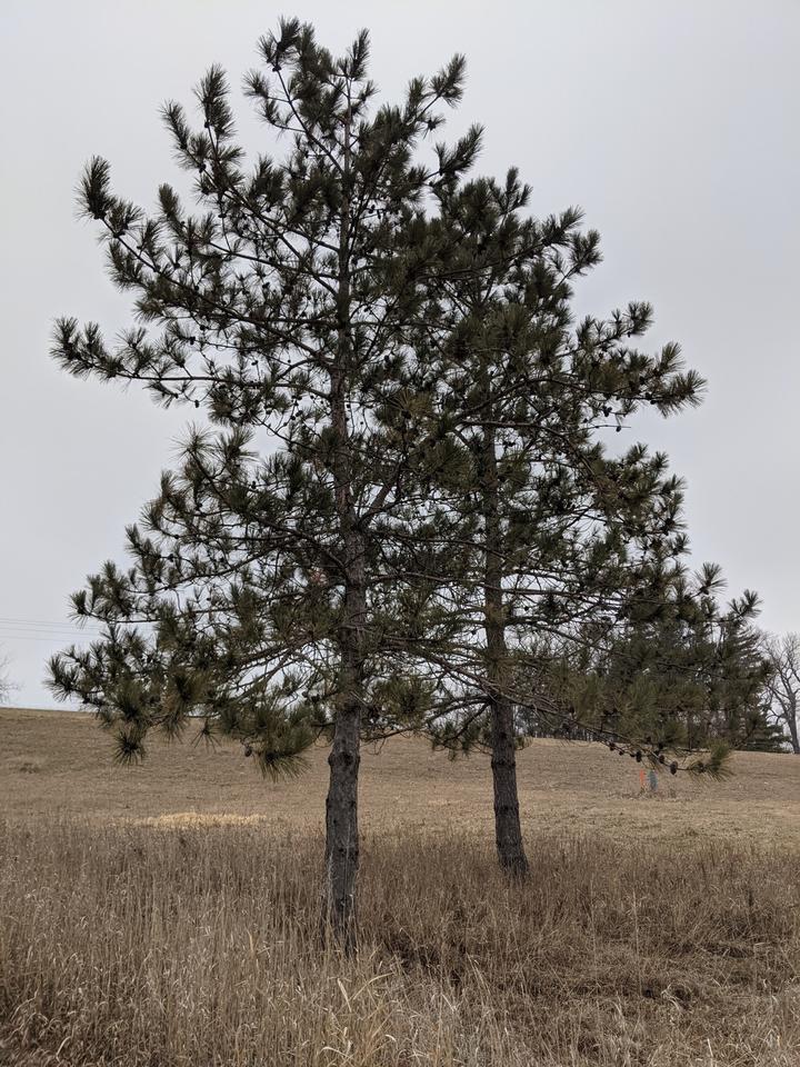 Two red pine trees are silhouetted against a gray sky and dull-brown grasses of an open field.