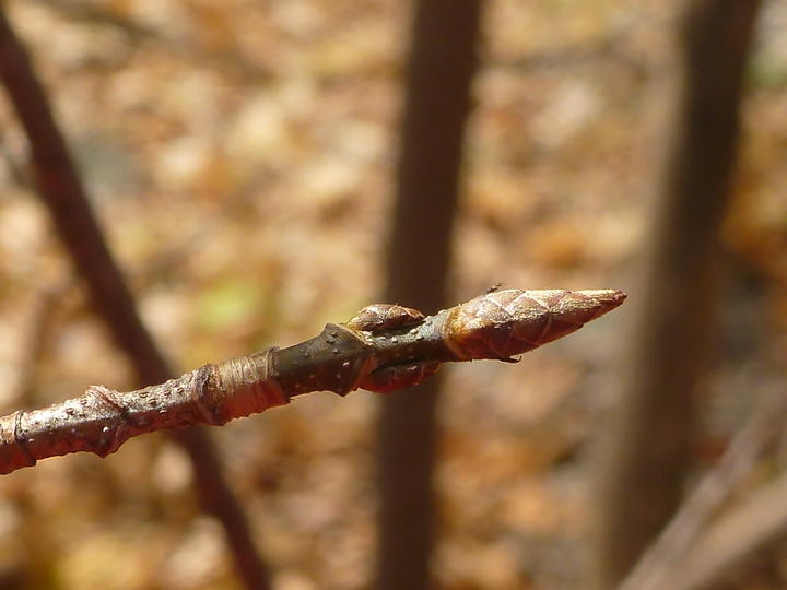 This up-close photo shows three closed buds at the tip of of a sugar maple twig. The twig has textures, including raised ridges and small pale bumps.