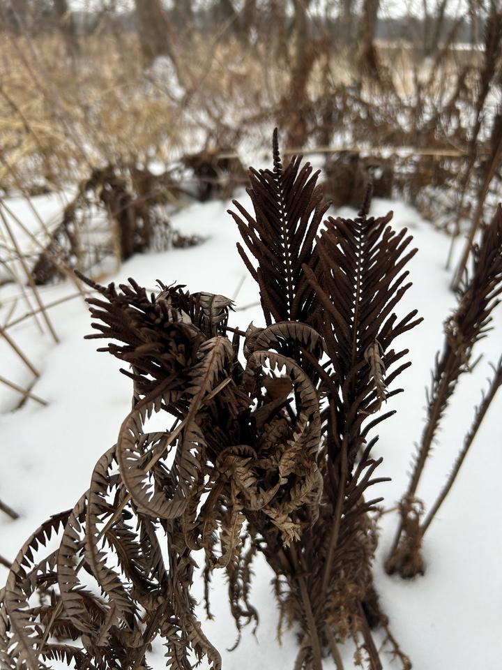 The aboveground parts of the fern dead. Its rich brown leaves and spore-bearing structures are silhouetted against a snowy background.