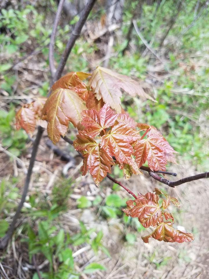New leaves on a red maple tree have a blend of colors, including maroon-red and chartreuse-green.