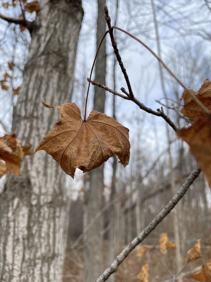 In the center of this photo is a brown, dry maple leaf, still attached to the twig. The background shows a leafless forest scene with a pale blue sky.
