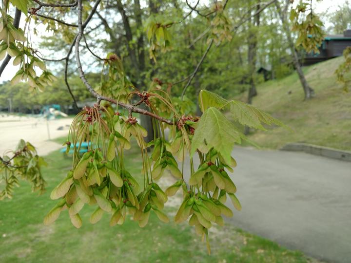 A cluster of maybe fifty or more fruits hang from the tip of this red maple branch. They are green and symmetrically shaped.