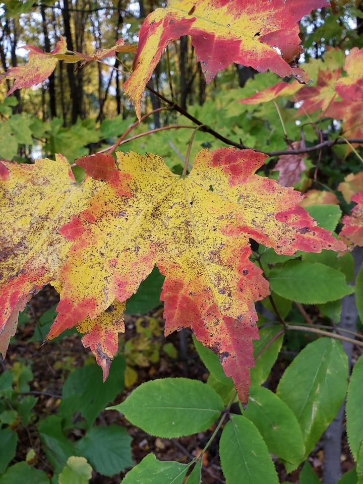 About five different red maple leaves are in this photo. They have autumn colors of gold and scarlet. The image also includes green leaves, but they are not maple leaves.