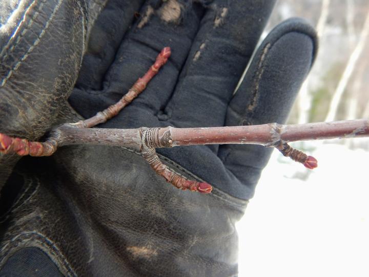 The tips of this red maple twig are red and bear small, round buds. There appears to be snow in the background.