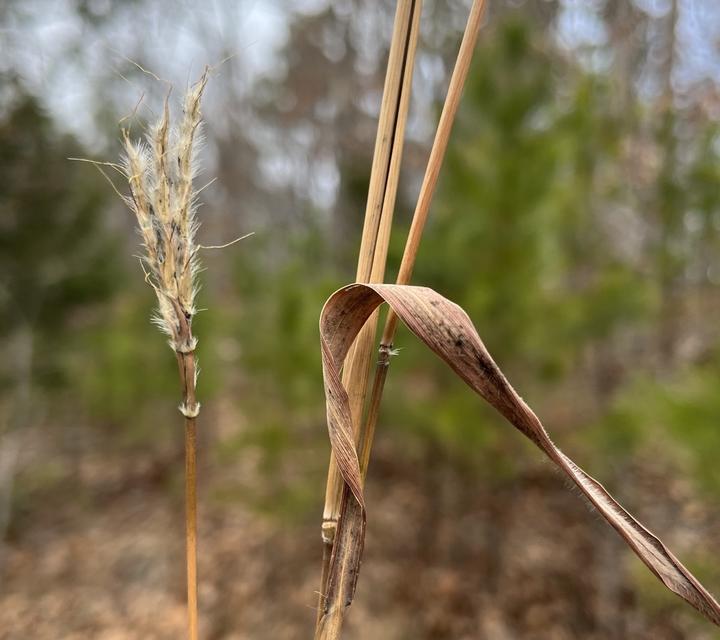 The dead plant material appears brittle and slightly decayed. It is and golden-tan in color. One bristly seed head is pale gold in color. It looks as if the seed head is breaking up and has lost some segments.