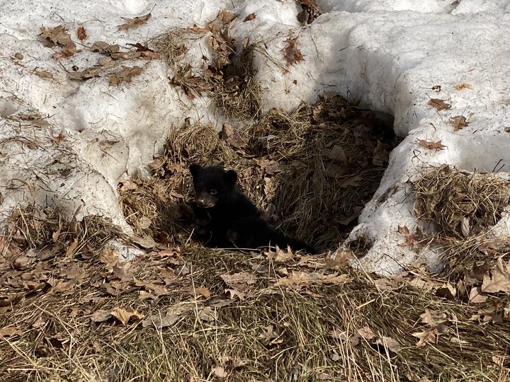 A small black bear cub is emerging from a sheltered area. There is still snow and the grassy ground is not yet green.