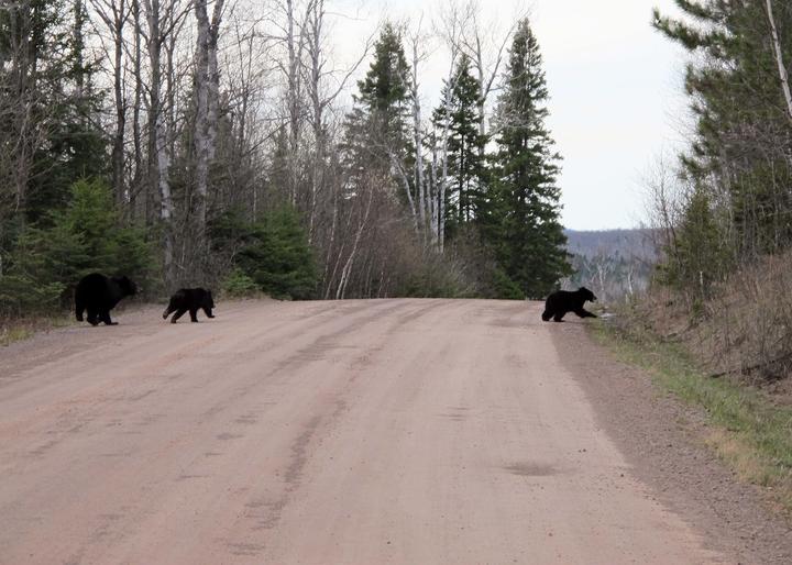 Two small black bear cubs are crossing the road, followed close behind by an adult. The environment appears to be a coniferous forest.