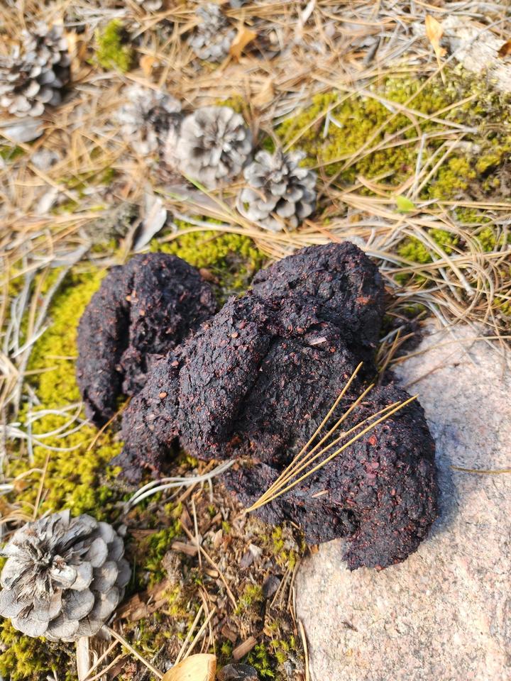 This photo shows bear scat. It is dark in color and full of seeds from fruits eaten by the bear.