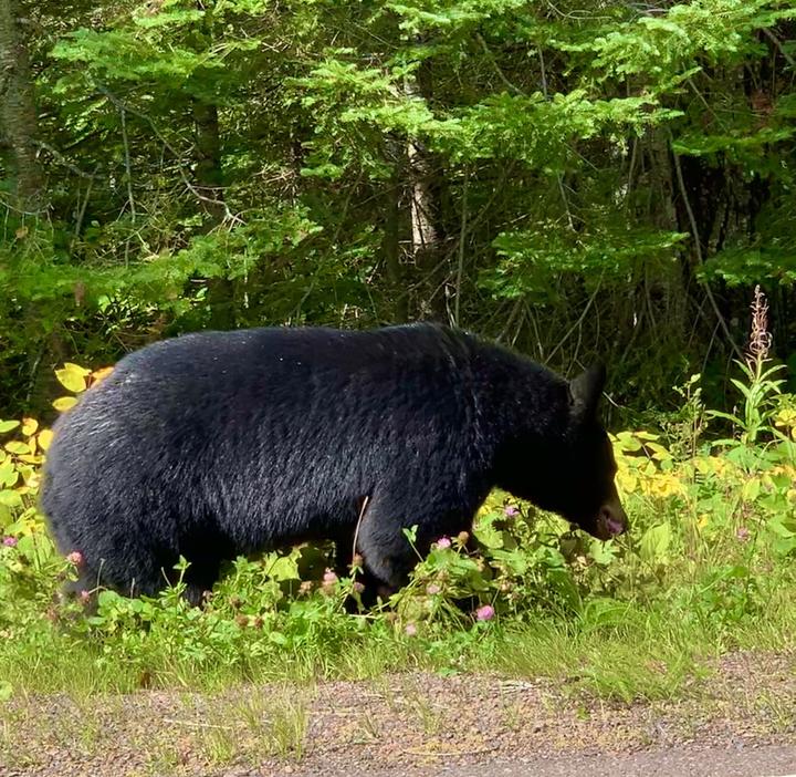 A large black bear is foraging on the side of the road. Its fur is slightly glossy in the sunlight. The bear appears to be eating red clover flowers.