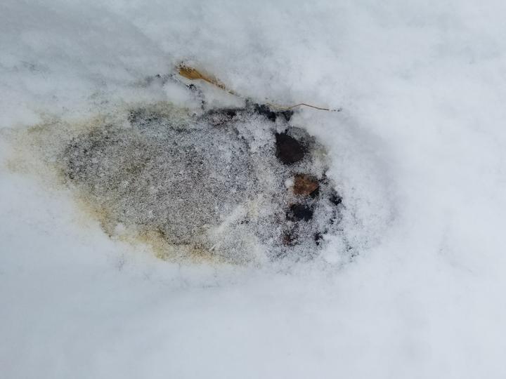 This photo shows a large bear track in shallow, white snow.