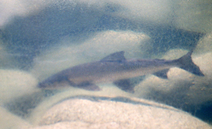 View of a lake whitefish through thin, clear ice. The fish is silvery-gray with dark, triangular shaped fins.