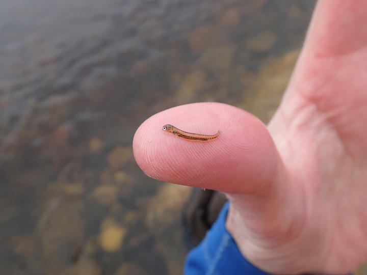 A tiny sliver of a fish larva is resting on the observer's thumb. The larva is so small that it only takes up about one third the length of the thumbprint area.