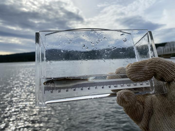 A small juvenile lake whitefish is in a small plastic container so its length can be measured. The background shows a large lake and a distant, wooded horizon.
