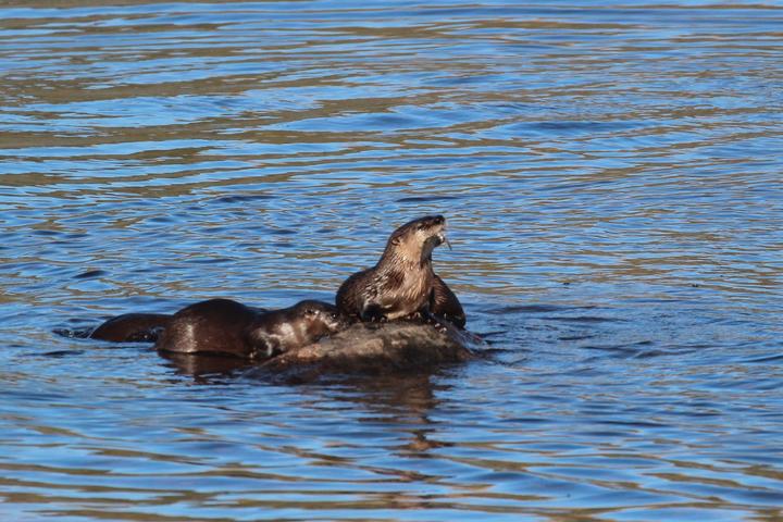 Two river otters are in blue, rippled water. One has a fish in its mouth.