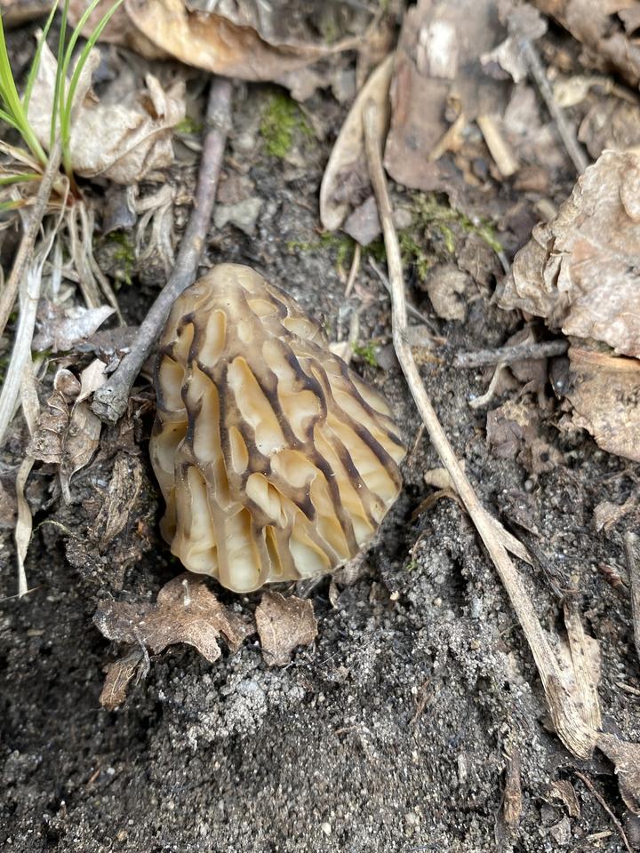 A highly textured morel cap is poking up from soil and leaf litter. The emerging mushroom is shades of tan and brown.