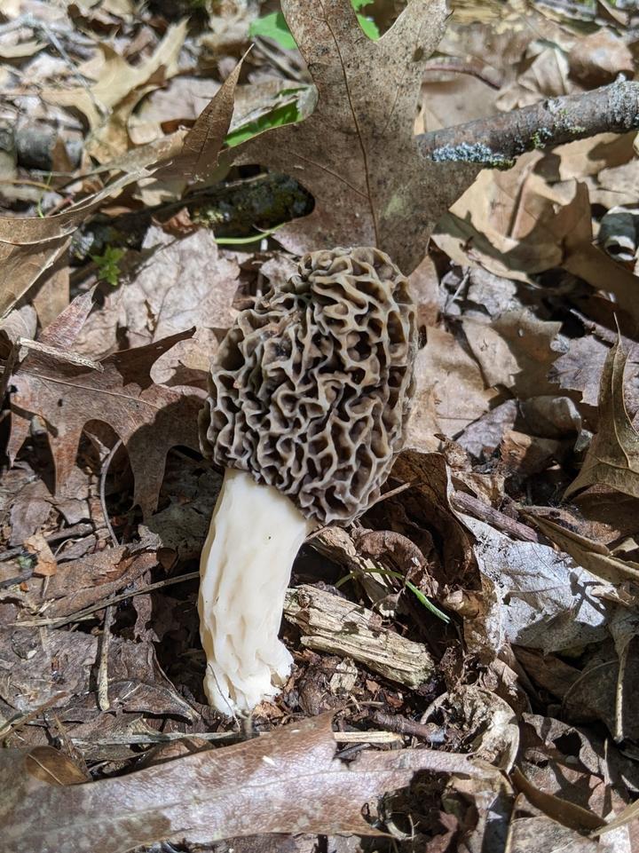 A morel mushroom growing from soil covered in leaf litter. The mushroom's stalk is creamy colored and its top is brown with deep, irregularly-shaped pits, or sinuses.