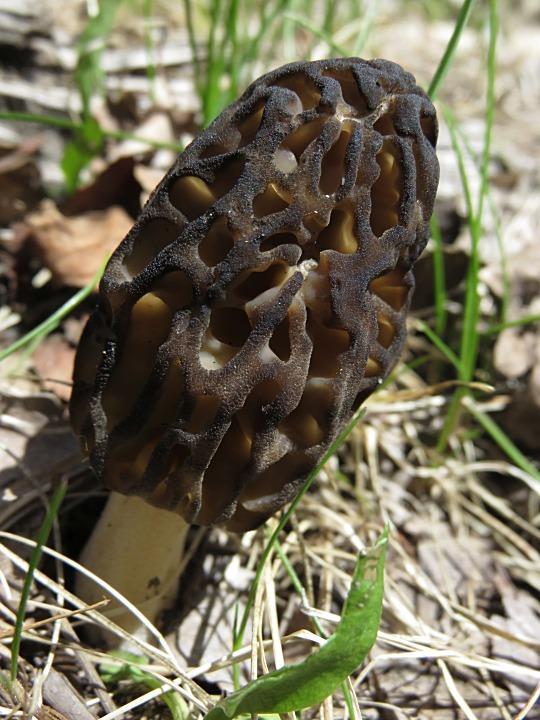 A morel mushroom grows in what appears to be an open, sunny setting. The mushroom's stalk is a creamy color and its cap is dark brown, almost black, and highly textured.