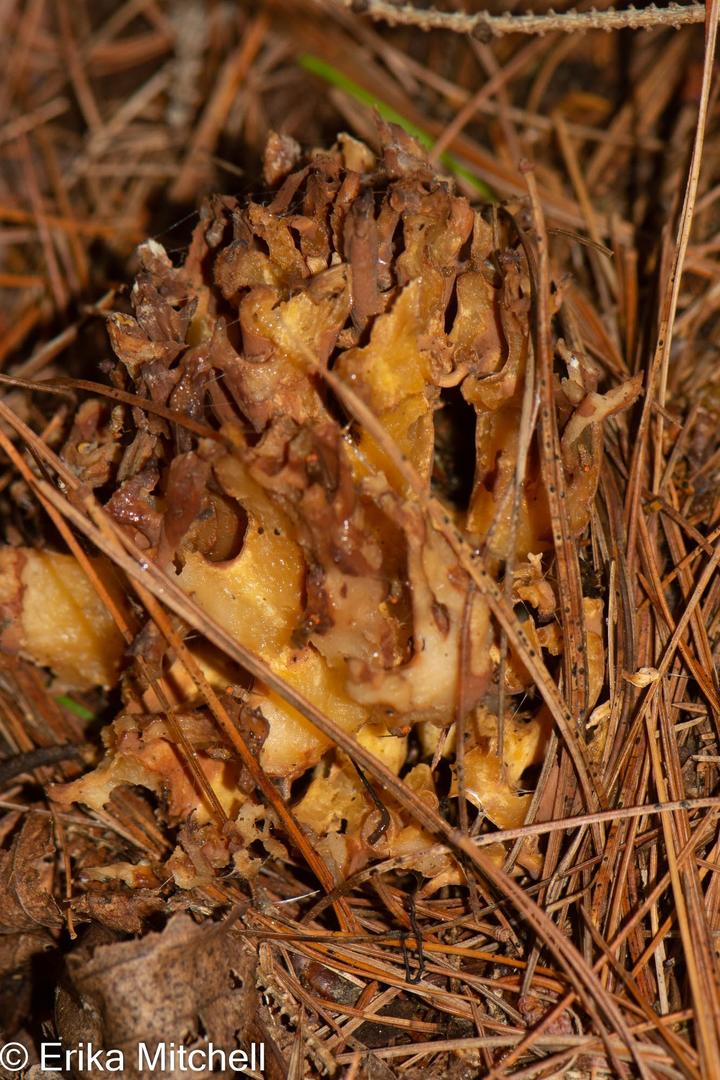 This morel mushroom has either decayed, been eaten by animals, or both. What remains of it is an irregularly shaped, golden tan mass.