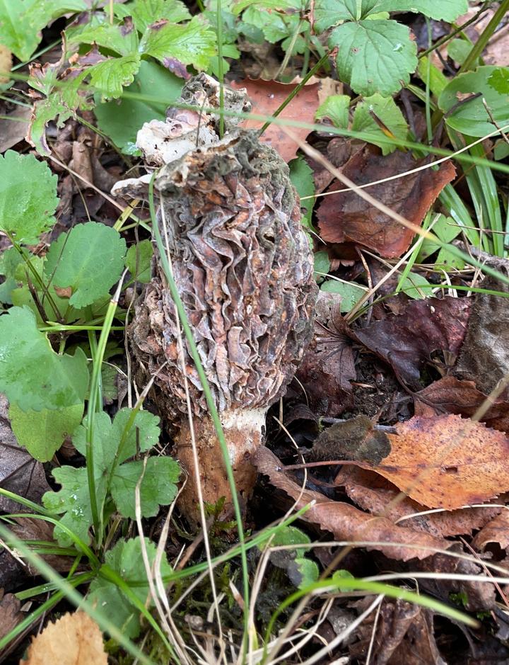 This morel mushroom is drying out and rotting. It is discolored with shades of gray and brown. Some of its surface is covered with a dusty-looking, greenish mold.
