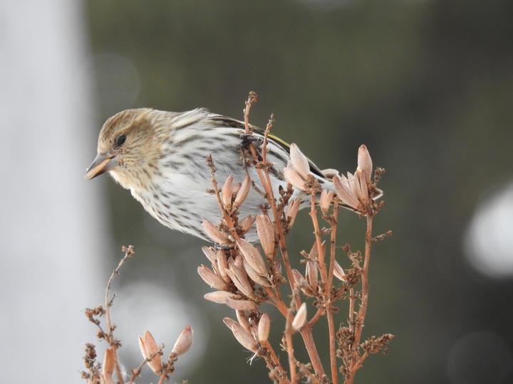 A pine siskin has a seed in its bill as it perches on a seed head. The bird has a small sharp bill and is overall pale with gray-brown streaks.
