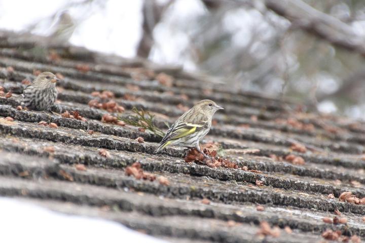 Two pine siskins are perched on a roof. Small brown cones are scattered across the roof and are possibly a food source for the small finches.