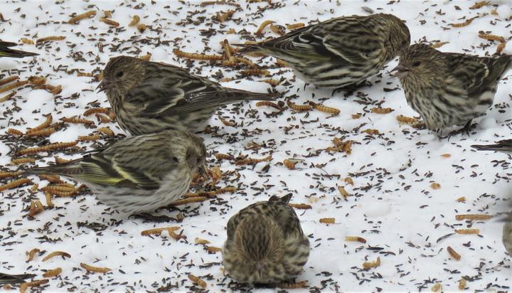 A flock of five pine siskins are on the ground, feeding on seeds and mealworms. Their bodies are streaky, with shades of white, gray, brown with and pale yellow.