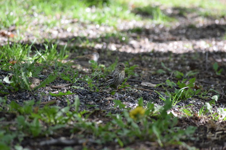 A single pine siskin is perched on the shade-dappled ground. Its body is well-camouflaged.