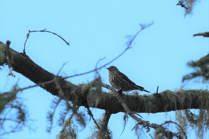 A single pine siskin is silhouetted against a pale blue sky. It is perched on a pine bough with lichens.